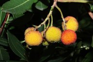 Arbutus unedo