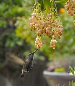 Calypte anna feeding at flowers of Arbutus unedo 'Marina' in the Water Conservation Garden at Cuyamaca College, El Cajon, California, USA