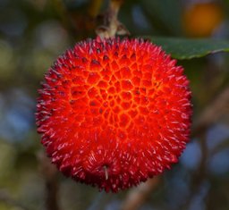 Strawberry Tree (Arbutus unedo) fruit, Valcrose, Aniane, Hérault, France