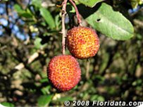 Strawberry  tree's strawberry-like fruits