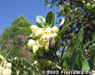 Strawberry tree flowers