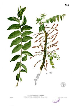 Averrhoa acida L.