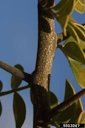 Elephant (Feronia limonia cv. Elephant), second - third year twig