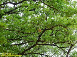 Limonia acidissima, Matale, Sri Lanka