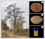 Wood apple (Limonia acidissima L.)-Tree (A), (B), Fruit (B), (C), Seeds and Oil (D)