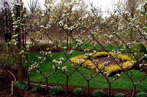 Belgian Fence Spring