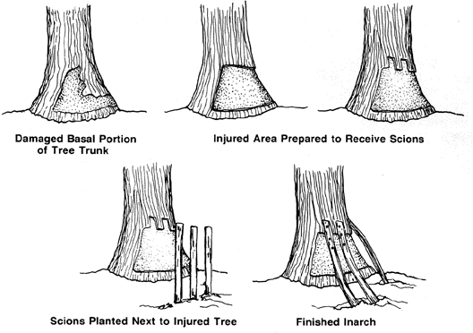 Inarch Graft