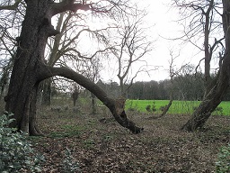 Horse chesnut layering in the park of Noisiel (Seine-et-Marne, France)