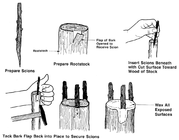 Bark graft