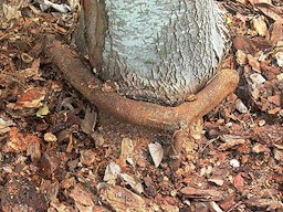 This shows a stem girdling root growing in mulch placed on the trunk at planting.