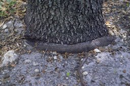 This stem girdling root was visible at the surface without removing soil or mulch.