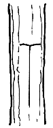 T-shaped cut on rootstock