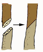 splice graft