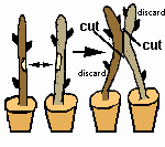 approach graft