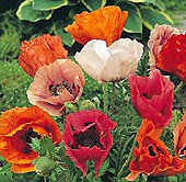 Oriental Poppy