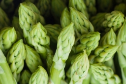 Asparagus close-up