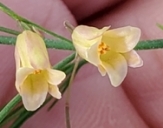 Wild Asparagus (Asparagus officinalis)