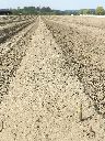 Fields of Asparagus (Food). Spargelacker