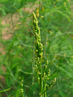 Asparagus officinalis