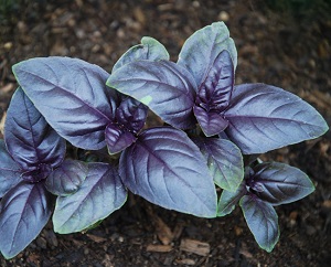 Amethyst Improved Basil