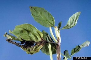 Bacterial leaf spot sign