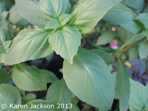 'Cinnamon' basil