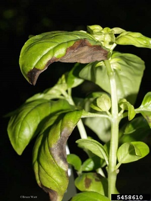 Basil downy mildew symptoms