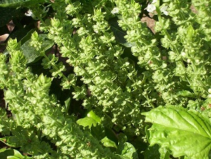 Ocimum basilicum