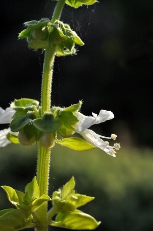 Sweet Basil, Common Basil (Ocimum basilicum)