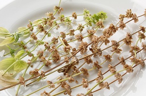 Basil plant flowers and seeds