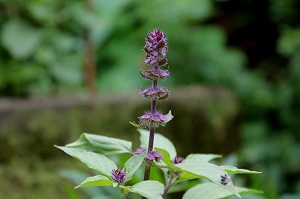 Babari herb (Nepal)