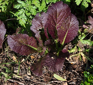 Ocimum basilicum var. purpurascens 'Red Rubin'