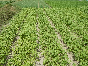 Ocimum basilicum Pampanga