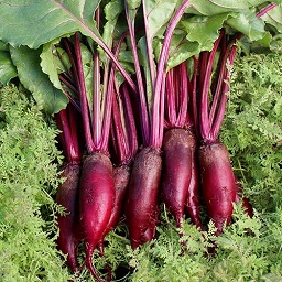 Beet Cylindra