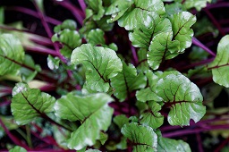 Beetroot Bettolo F1 hybrid