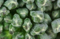 Close-ups of broccoli florets