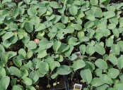 Broccoli plants in a nursery