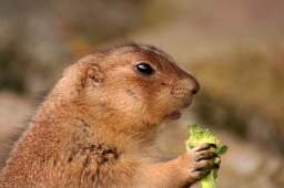 Prairie dog