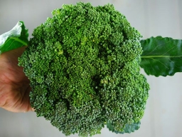 Waltham 29 Broccoli