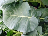 Broccoli (Brassica oleracea, Italica group)