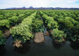 Furrow flood irrigation on a field of broccoli raised for seed