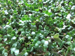 Five day old organic broccoli sprouts