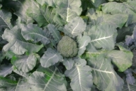 Broccoli 'Southern Comet