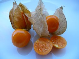 Physalis peruviana