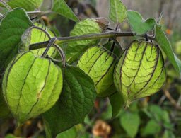 Die Früchte der Physalis,Kapstachelbeere, Andenbeere, Andenkirsche, lat. Physalis peruviana