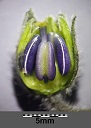 Flower bud, opened