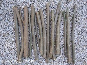 Cuttings drying in the shade