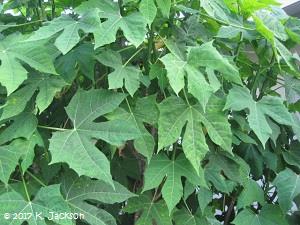 Spinach Tree leaves