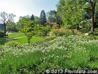 A Late Summer Bed of Blooming Garlic Chives