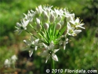 Garlic Chive Flowers